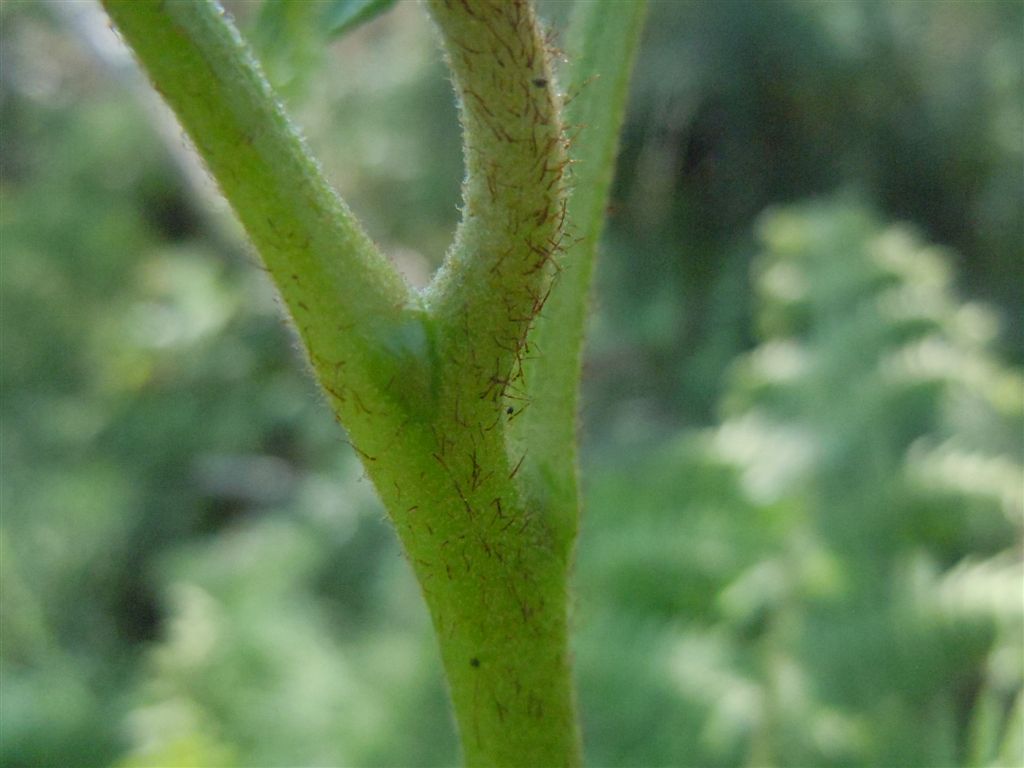 Che pianta ? Pteridium aquilinum